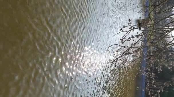 Branch of blooming mulberry tree above shiny blinking sun glares on smooth wavy water surface of lake — Stock Video