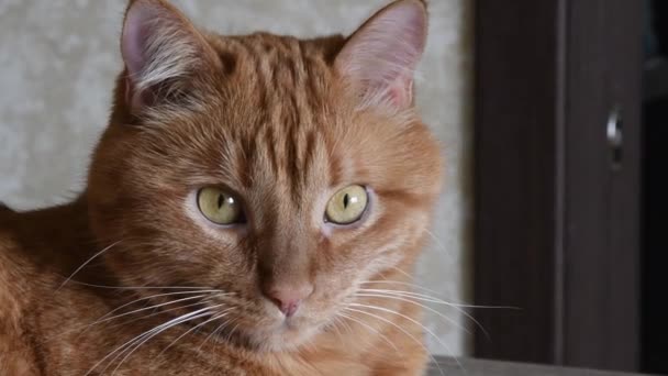 Portret van een rode kat die vreemd genoeg poseert met gele ogen — Stockvideo