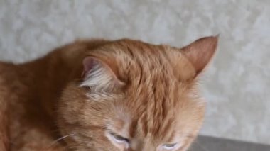 Sarı gözlü kırmızı tekir kedi uyumadan önce başını masaya koy.
