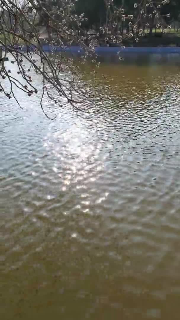 Lake and branch of blooming mulberry tree above shiny blinking sun glares on rippled water surface — Stock Video