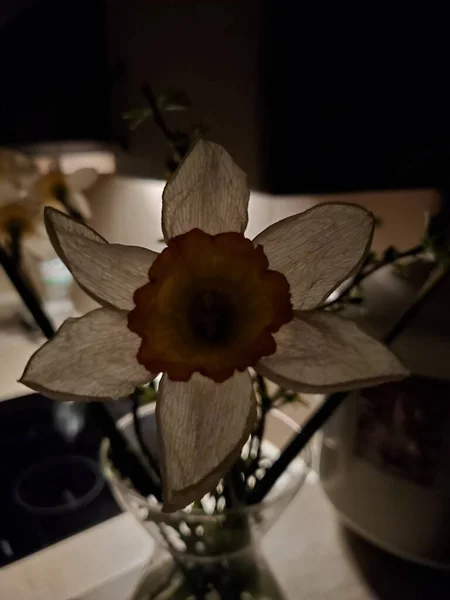Noir aesthetic shot of fading daffodil flower — Stock Photo, Image