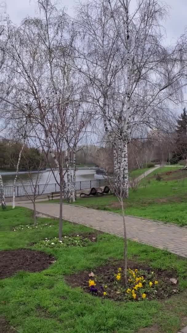 Macizo de flores del parque de primavera con flores amarillas y azules bajo los árboles con brotes — Vídeos de Stock