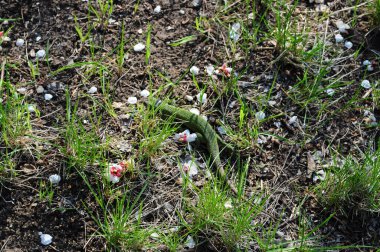 Yeşil yabani kertenkele taze yeşil çimenlerin arasında saklanıyor ve yere düşen kiraz çiçekleri