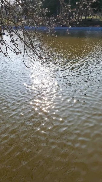 Lake and branch of blooming mulberry tree above shiny blinking sun glares on rippled water surface — Stock Photo, Image