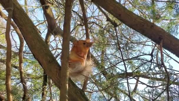 Červená veverka sedí na větvi, jí vlašský ořech, drží jídlo v tlapách a pak odskočí. — Stock video