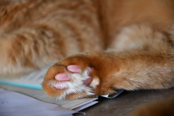 Linda pata de tabby rojo peludo con almohadillas rosadas y piel larga entre —  Fotos de Stock