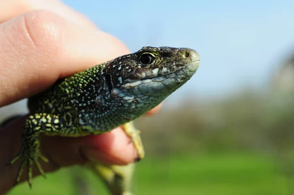 Closeup head of green spotted lizard in human hand — Stock Photo, Image