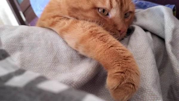 Kapalı tekir kırmızı kedi mırlıyor ve battaniyenin üzerine uzanıyor. — Stok fotoğraf