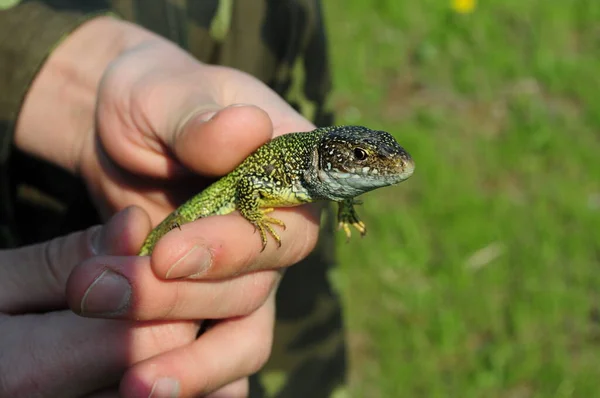 Cabeça de close-up e patas de lagarto selvagem verde em mãos humanas — Fotografia de Stock