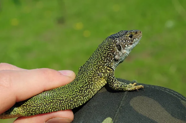 Cabeça de close-up e parte de trás de lagarto manchado verde na mão humana — Fotografia de Stock