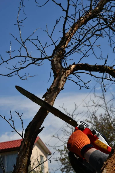 Mão de homem em luva protetora laranja cortar árvore podre com motosserra no quintal. Melhoria da casa — Fotografia de Stock