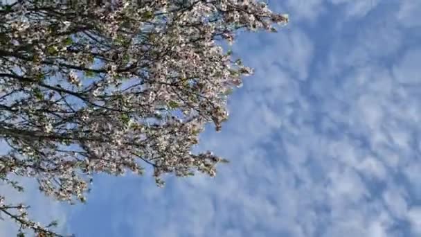 Time lapse vertical format video of blooming nectarine tree with blue sky and white clouds — Stock Video