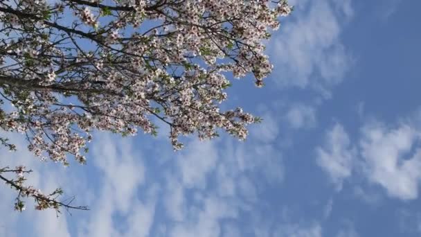 Video in formato verticale di rami di nettarina in fiore con cielo blu e sfondo di nuvole bianche — Video Stock