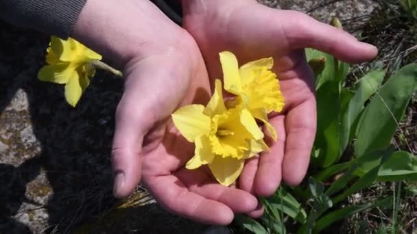 Manliga händer håller försiktigt gula påsklilja blommor som växer på trädgården rabatt — Stockvideo