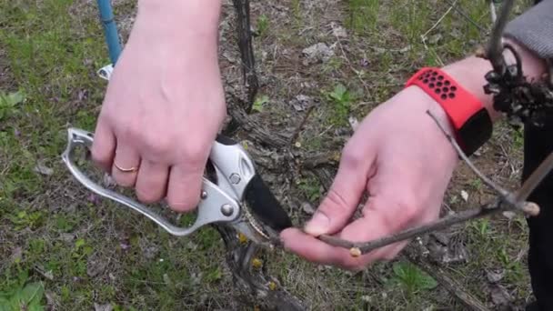 Αρσενικά χέρια κλαδεύουν κλωνάρι αμπέλου την άνοιξη — Αρχείο Βίντεο