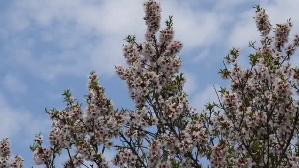 Blommande persika träd grenar med blå himmel och vita moln bakgrund — Stockvideo