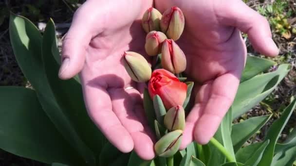 Hände halten sorgfältig grüne Knospen roter Tulpenblumen, die auf dem Gartenbeet wachsen — Stockvideo
