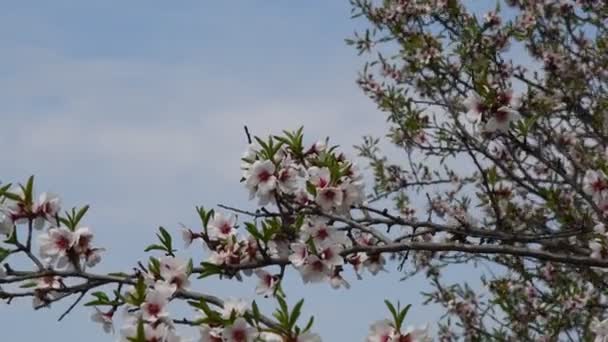 青空を背景にしたアプリコットの木の開花の枝とコピースペース — ストック動画