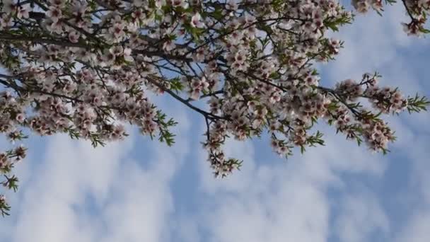 Video in formato verticale di rami di nettarina in fiore con cielo blu e sfondo di nuvole bianche — Video Stock