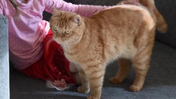 Dziewczyna dziecko głaskanie futrzany czerwony kot z żółtymi oczami — Wideo stockowe