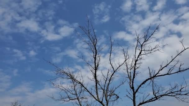 Panning visa vissnade träd och blommande aprikos träd med blå himmel och vita moln bakgrund — Stockvideo
