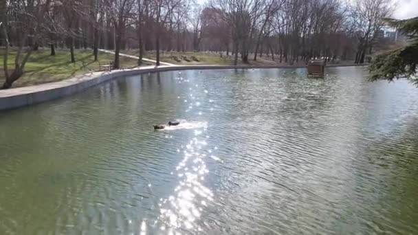 Весной две утки плавают в спокойном пруду. — стоковое видео