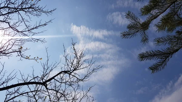 Árvore de abeto e galhos de árvore nua contra fundo céu azul com nuvens brancas — Fotografia de Stock