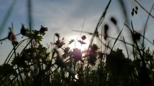 Siluetas borrosas de flores silvestres se balancean en el viento frente al sol al atardecer con nubes moviéndose en el lapso de tiempo — Vídeos de Stock
