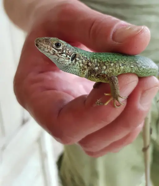 Close-up pequeno lagarto manchado verde em dedos humanos — Fotografia de Stock