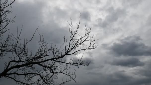 Time lapse Fondo de Halloween de azul oscuro cielo nublado gris y ramas de árboles desnudos revoloteando en el viento — Vídeos de Stock