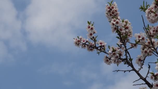 Zweig eines blühenden Nektarinenbaums mit blauem Himmel Hintergrund und Kopierraum — Stockvideo