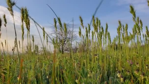 Mavi gökyüzüne karşı rüzgarda dalgalanan sivri uçlu sazlar — Stok video