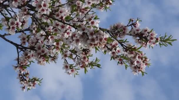 Vídeo en formato vertical de flores de albaricoque en ramas con cielo azul y fondo de nubes blancas — Vídeo de stock