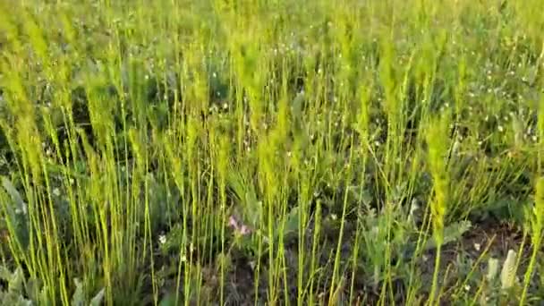 Green grass spikelets and wild pansies flowers fluttering in wind at meadow — Stock Video