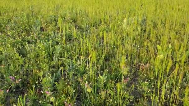 Panning utsikt grönt gräs spikelets och vilda blommor svajande i vinden på ängen — Stockvideo