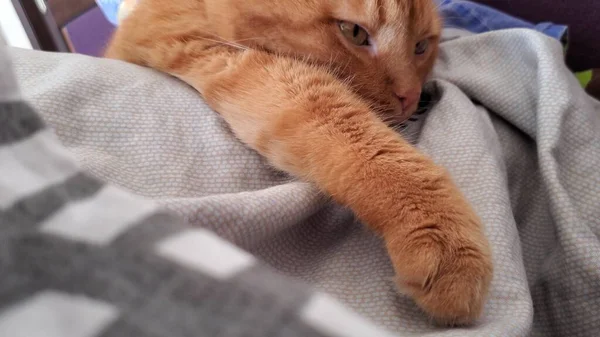 Gato Peludo Rojo Con Ojos Amarillos Que Duerme Ronroneando Estirando —  Fotos de Stock