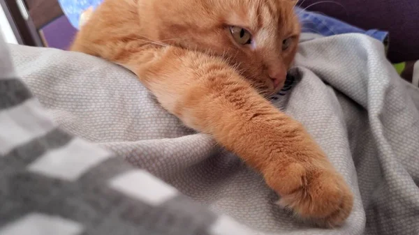 Gato Peludo Rojo Con Ojos Amarillos Que Duerme Ronroneando Estirando — Foto de Stock