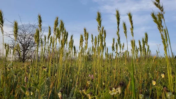 Low Angle View Meadow Spikelets Wildflowers Herbs Sunset Sky Green — Stock Photo, Image