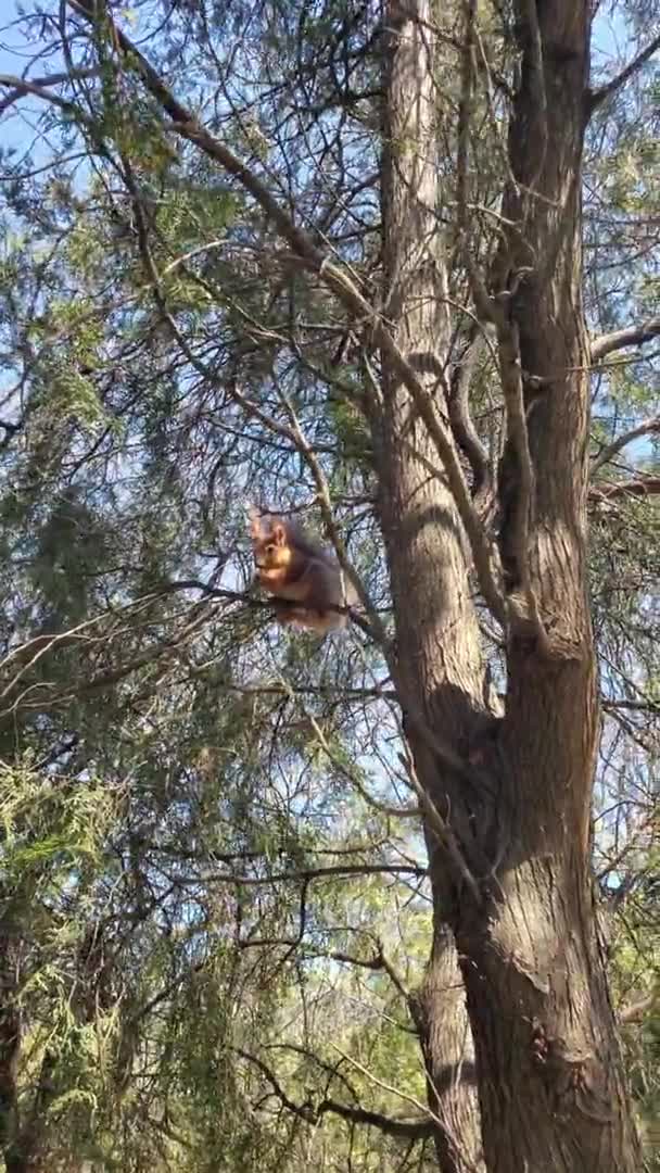 Червона білка сидить на гілці і їсть горіх, що тримає їжу в лапах — стокове відео
