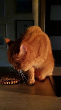 Kırmızı tekir kedi tüylü pençelerini yalıyor ve kendini altın güneş ışığında yıkıyor.