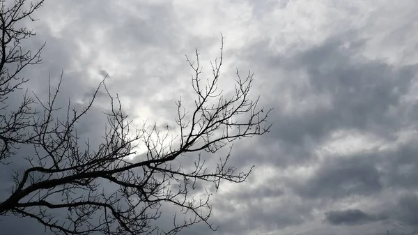 Halloween achtergrond van donkerblauwe bewolkte hemel en kale boomtakken — Stockfoto