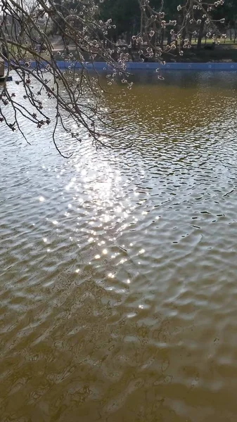 Lago e ramo de amoreira florescendo acima do sol piscando brilhante brilha na superfície da água ondulada — Fotografia de Stock