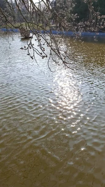 Branch of blooming mulberry tree above shiny blinking sun glares at wavy water surface — Stock Photo, Image