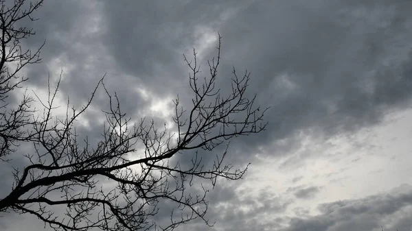 Halloween achtergrond van donkerblauw grijs bewolkte hemel en kale boomtakken — Stockfoto