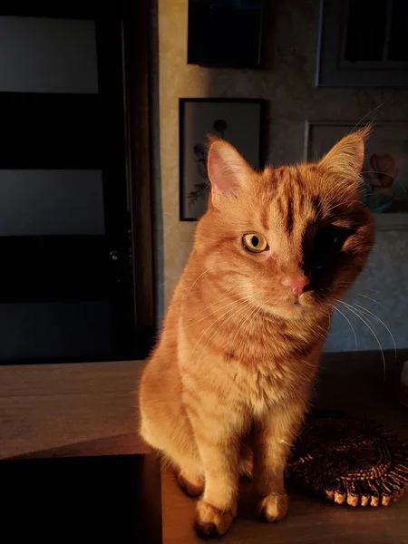 Retrato de gato vermelho tabby curiosamente posando e olhando para a câmera — Fotografia de Stock