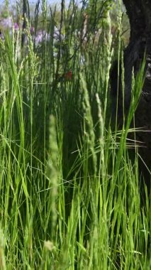 Odaklanamayan sazlar, çayırlarda rüzgarda savrulan dikenler.