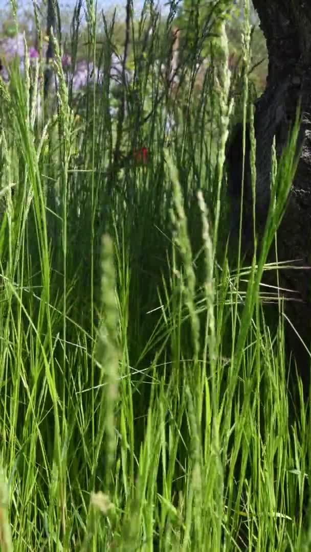 Defokussierte Stacheln flattern im Wind auf Wiese — Stockvideo