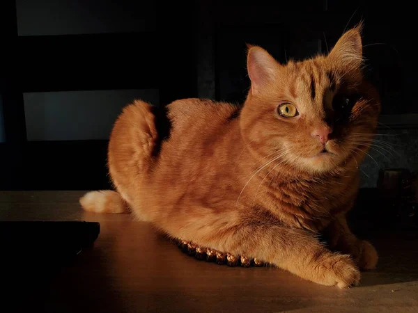 Portrait of red tabby cat curiously posing and looking up in golden hour sunlight — Stock Photo, Image
