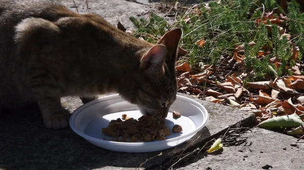 Крупним планом таббі кіт їсть їжу з білої пластикової пластини на землі — стокове фото