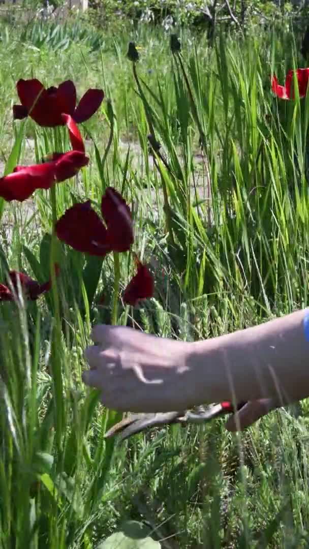 女性の手は、庭のプルンエを使用して庭でチューリップをカット — ストック動画
